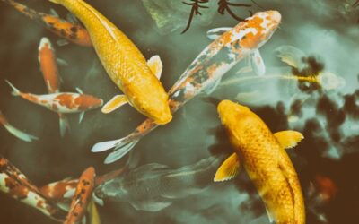 Entretenir un bassin de jardin : conseils pour un espace sain et harmonieux
